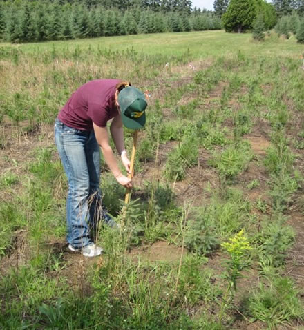 Tree sapling height on 25th Sideroad wood ash trial plots being measured with a meter stick. Photo: Robin Sevean