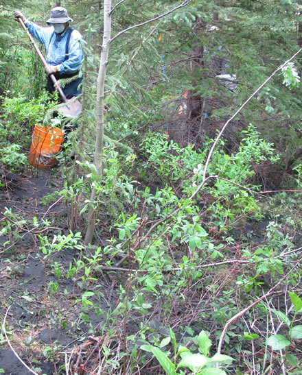 Wood ash being spread using a bucket and shovel on a treed Aleza Lake wood ash trial plot. Photo: Hugues B. Massicotte