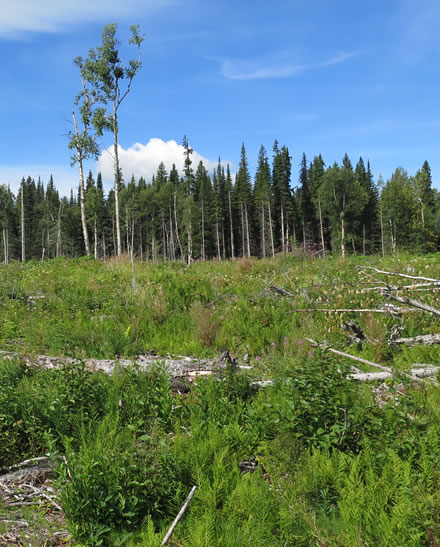 A clearcut block within a treed area at the Aleza Lake Research Forest before experimental set-up of a wood ash trial. Photo: Hugues B. Massicotte