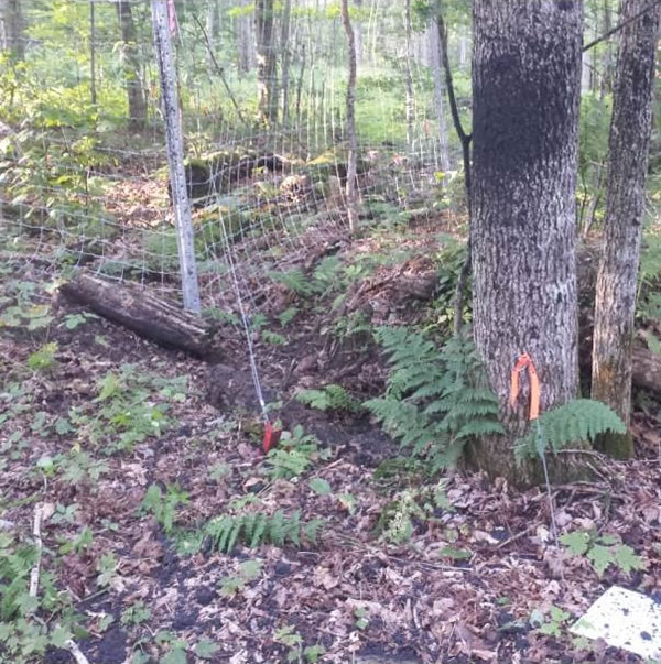 Corner of exclosure fence surrounding an experimental plot used to prevent deer from browsing on vegetation within an Eastern Townships sugar maple wood ash trial plot. Photo: Patrick Cartier
