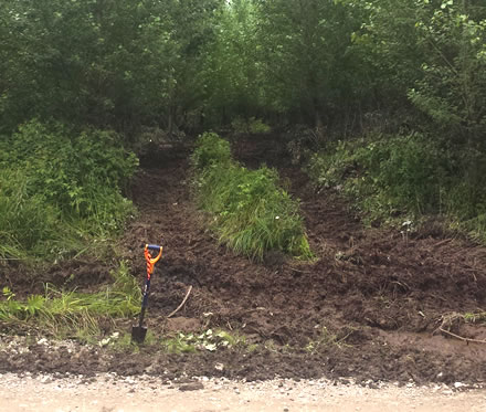 Entrance to a treed Eastern Townships hybrid poplar wood ash trial plot. Photo: Simon Bilodeau Gauthier