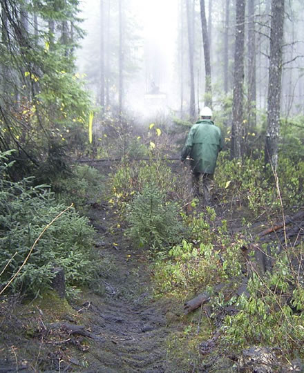 Treed Senneterre 1 wood ash trial plot with ash on the forest floor. Photo: Toma Guillemette