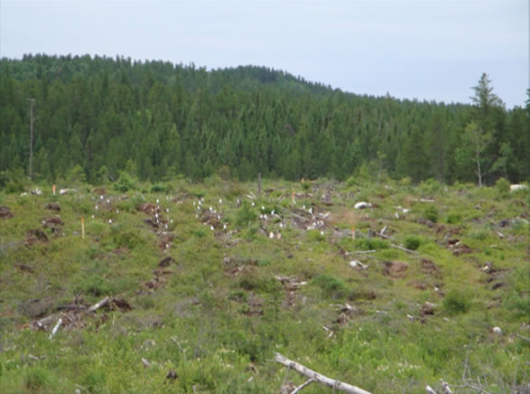 Senneterre 3 wood ash trial site after clearcut, wood ash application and preparation of parallel trenches for planting of black spruce and jack pine. Photo: Toma Guillemette