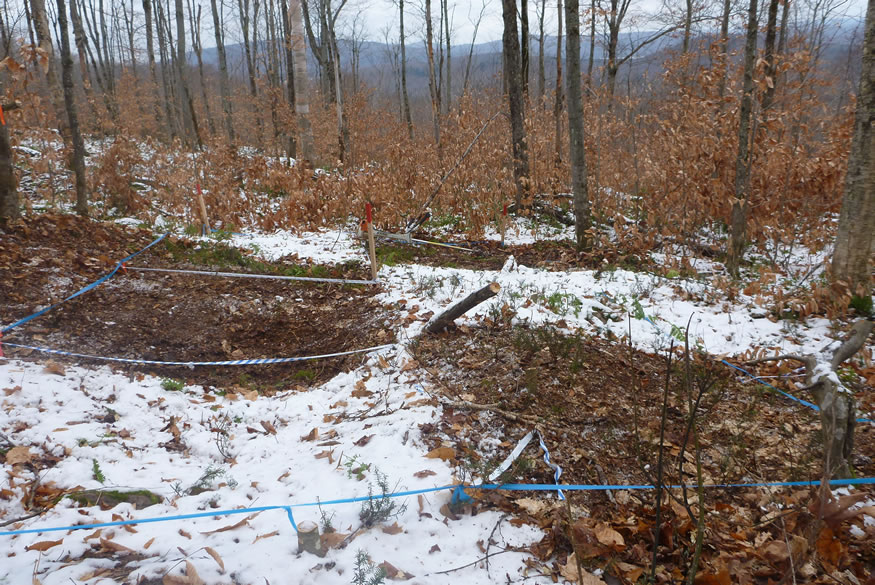 Established treed Valcartier wood ash trial with understory cover removed and plots outlined before ash application. Photo: Olivier Jeffrey