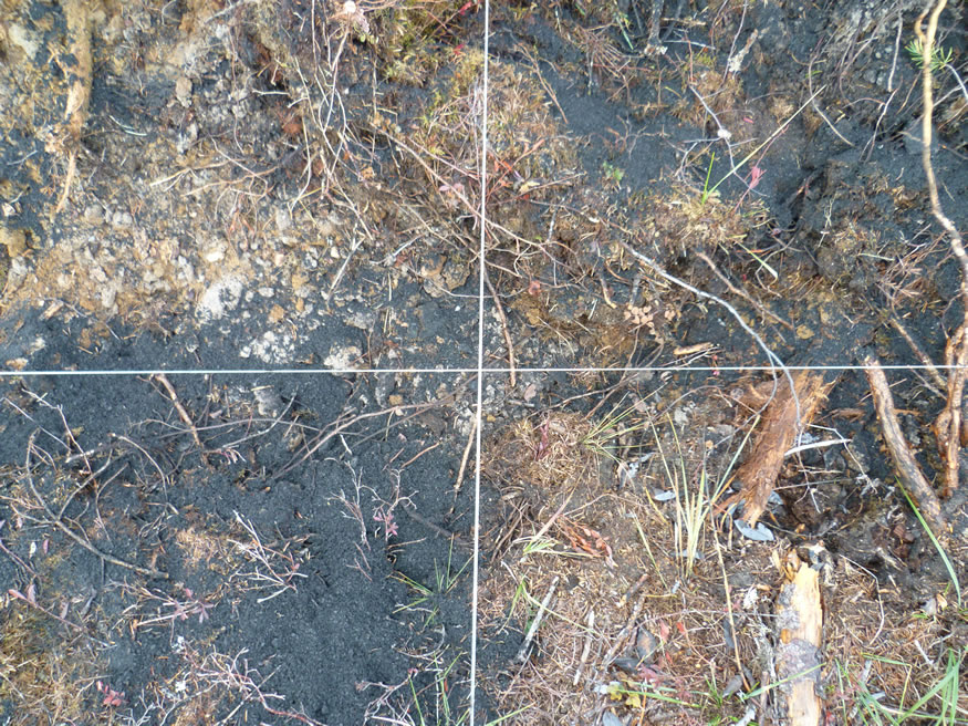 Close-up of wood ash spread on soil surface. Photo: Paul Hazlett