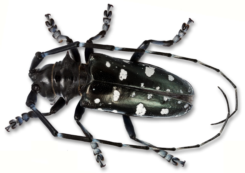 asian longhorned beetle damage