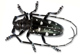 An adult Asian longhorned beetle.