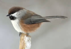 Boreal chickadee. Photo: Kirk Zufelt