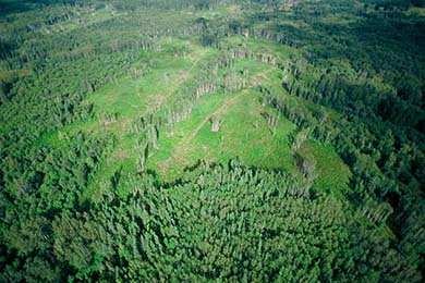 An aerial view of the boreal forest.