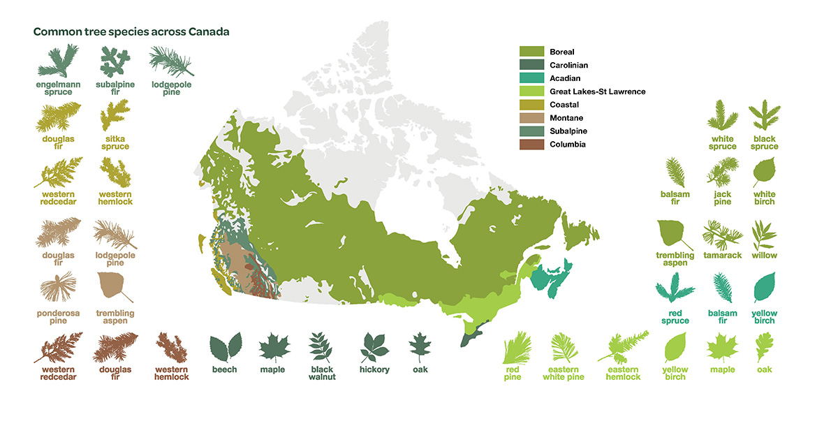 A diagram of Canada showing the eight different forest types across the country.