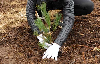 Pine seedling planted by hand