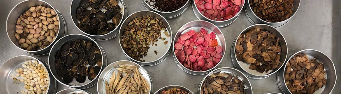 A variety of different seed species collected in metal jars