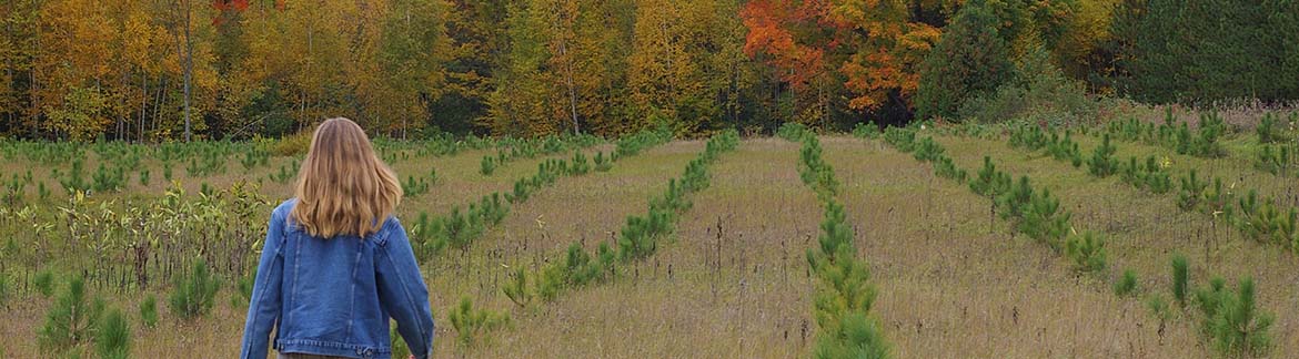 A person walking in rows of machine planted red pine near Lake Clear, Renfrew County, three growing seasons after planting.