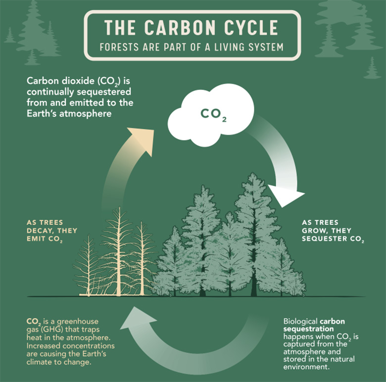 A diagram of the carbon cycle explaining how C02 is sequestered by trees, stored in the environment, and then emitted once the trees decay