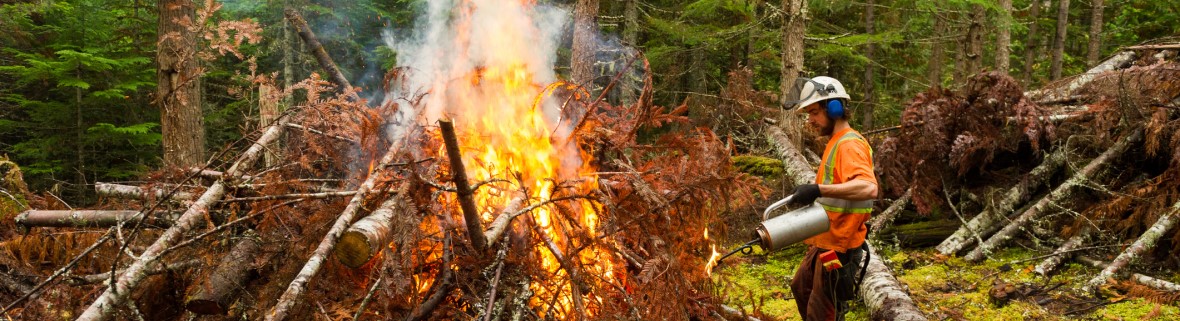 Person conducting a prescribed burn in a forest. Photo credit: stockstudioX via Getty Images