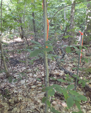 Treed Haliburton wood ash trial plot with ash spread on the forest floor. Photo: Adam Gorgolewski