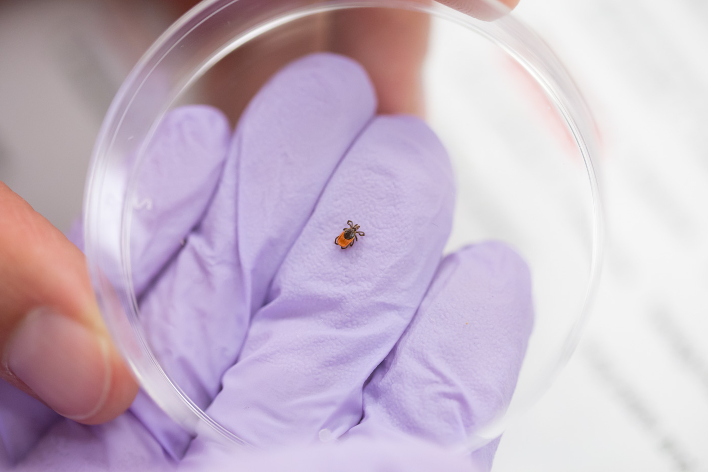 An integrated approach to Lyme disease