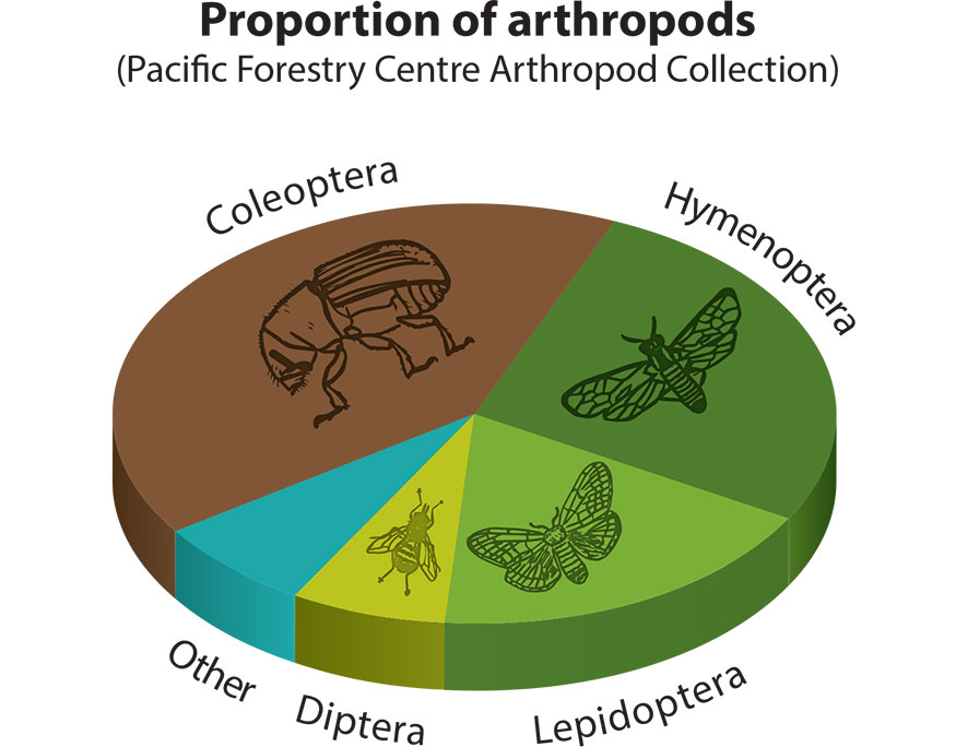 Infographic displaying the percentage of specimens for each Order presently in the collection, described below.