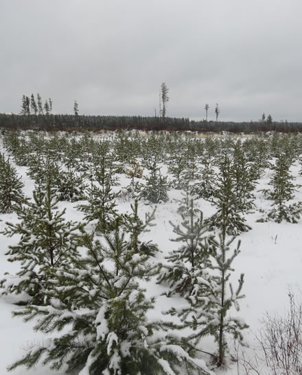 Juvenile jack pine grown on Island Lake wood ash trial plots in the winter 5 years after ash application. Photo: Paul Hazlett