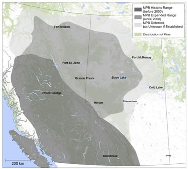 Spread of the mountain pine beetle in British Columbia and Alberta; including its historic range (before 2000), expanded range (since 2000) and where the beetle has been detected, but unknown if established.