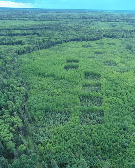 Aerial view of treed wood ash trial plots surrounded by forest 23 years after ash application. Photo: Ken Van Rees