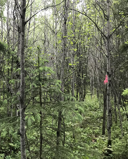 Ground view of a treed wood ash trial plot at the Mistik site 23 years after ash application. Photo: Ken Van Rees