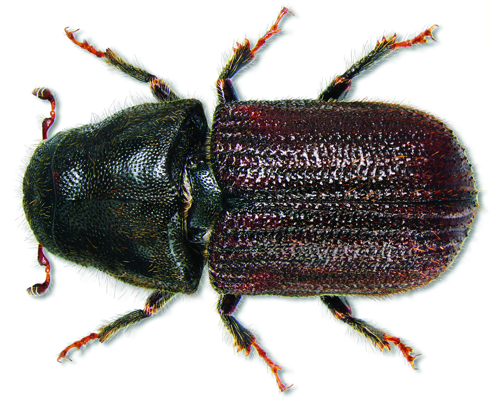 mountain-pine-beetle