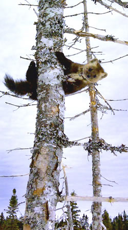 Newfoundland marten (Martes americana atrata)