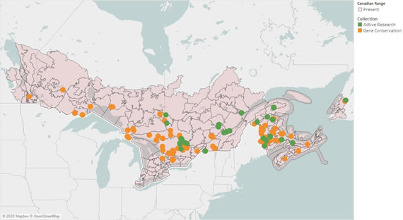 Figure 1 – Map showing Canadian ecodistricts where black ash is present in Manitoba, Ontario, Quebec and Atlantic Canada as well as the location of NTSC seed collections that are available for research (2020).