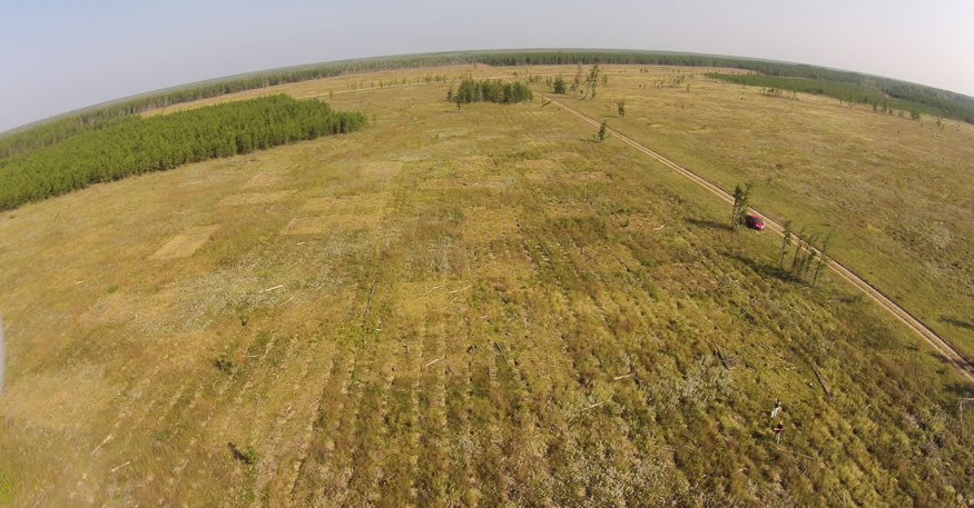 Aerial view of the clearcut experimental site and set-up for the Pineland wood ash trial. Photo: John Markham