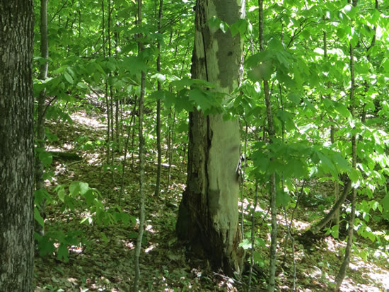 A dead beech tree standing on the Porridge Lake wood ash trial site.