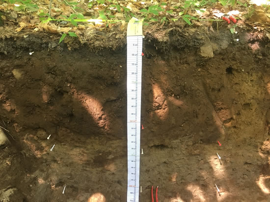 An image of a soil pit dug at the Porridge Lake wood ash trial site. The pit has a ruler in it showing the depth as roughly 120 cm.