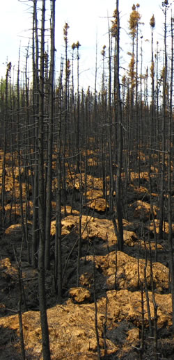 Recently burned forested bog showing lightly burned sphagnum hummocks near Slave Lake Alberta, September 2011