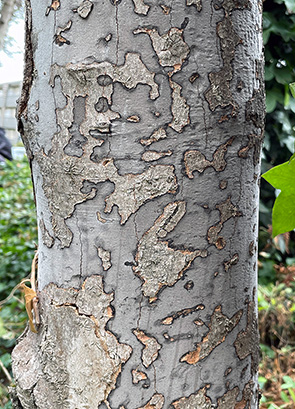 A tree trunk with diseased patches