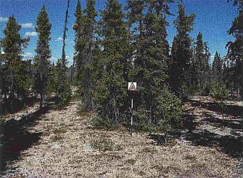 Open conifer stand of varying heights. Branches reach to the ground. Lichens thickly cover open floor.