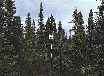 Pure, moderately dense conifer stand. Branches reach to the ground. Lichens cover dead branches. Thick ground layer of organics.