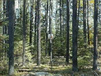 Dense stand of mature conifers. Smaller trees grow beneath thick canopy. Forest floor scattered with debris and carpet of feather moss.