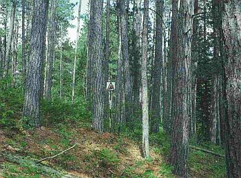 Mature stand of conifers. Some smaller shrubs and trees. Debris is minimal. Ground is a mixture of herbaceous plants and pine litter. 