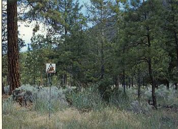 Mixed, nonuniform conifer stand. Space between trees. Forest floor covered thinly in grasses, herbs, a few shrubs and needles.