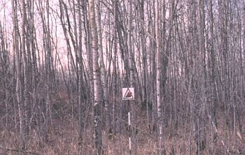 Pure, semi-mature deciduous stand pre bud or post leaf fall. No conifers. Medium to tall shrubs. Layer of dry plant material on ground.