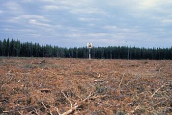 Cleared area with debris from the logging of mature conifers. Leftover tops and branches still have half their foliage.