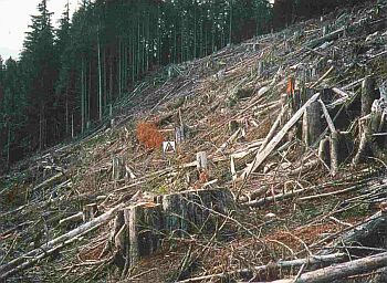 Debris from the logging of old mixed forests visible. A lot of branches, bits of trees and leaves and needles remain.