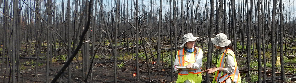 Two people in safety vests standing in a forest recently damaged by fire.
