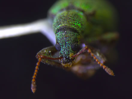 A pinned specimen of the adult body of Phyllobius intrusus (arborvitae weevil). Photo: Meghan Noseworthy