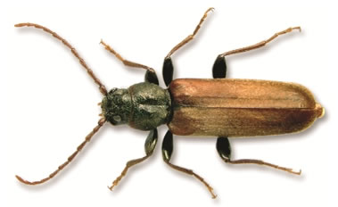 An adult brown spruce longhorn beetle.
