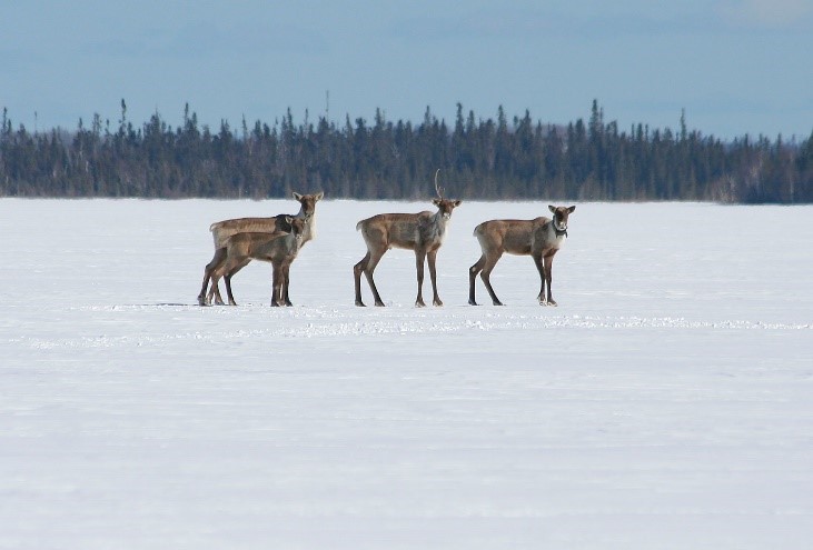 woodland caribou range