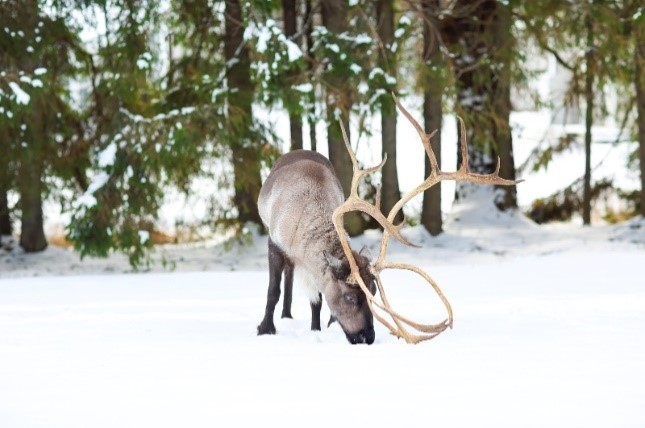 One Caribou in the snow