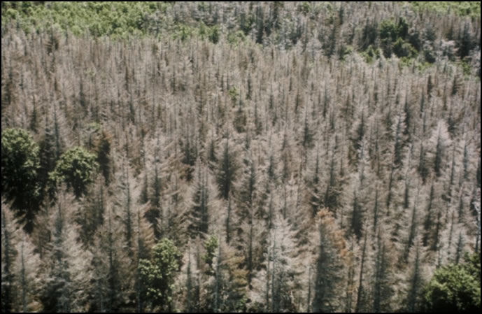 Aerial view of a forest disturbed by the presence of eastern spruce budworm. Photo: Johanne Delisle