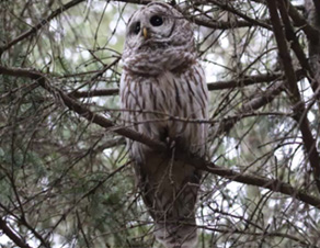 Barred owl