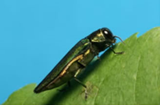 An adult emerald ash borer.